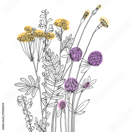 Vector sketch of the wildflowers