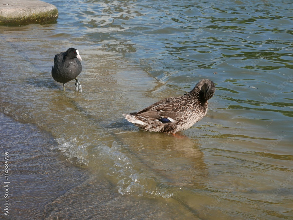 Fototapeta premium Canard et poule d'eau