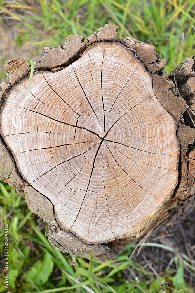 Cracked log. background of cracked section of old dry wood Cracked log. background of cracked section of old dry wood