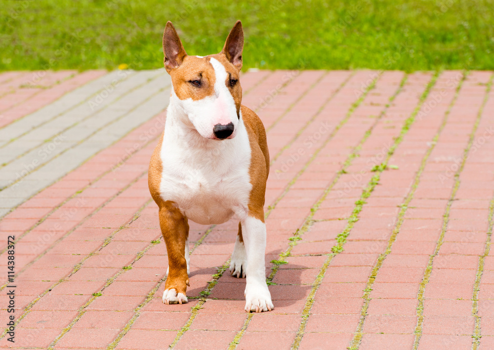 bemærkning værdi jazz Bull Terrier full face. Red and white Bull Terrier is on the grass. Stock  Photo | Adobe Stock