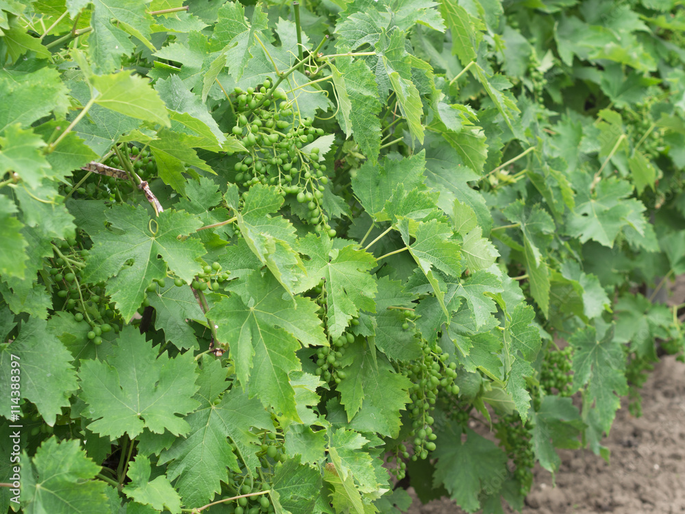 immature green bunch of grapes immature green bunch of grapes