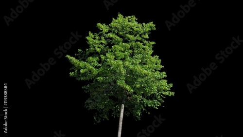 High quality 10bit footage of tree on the wind with Alpha Channel.  Made from 14bit RAW.