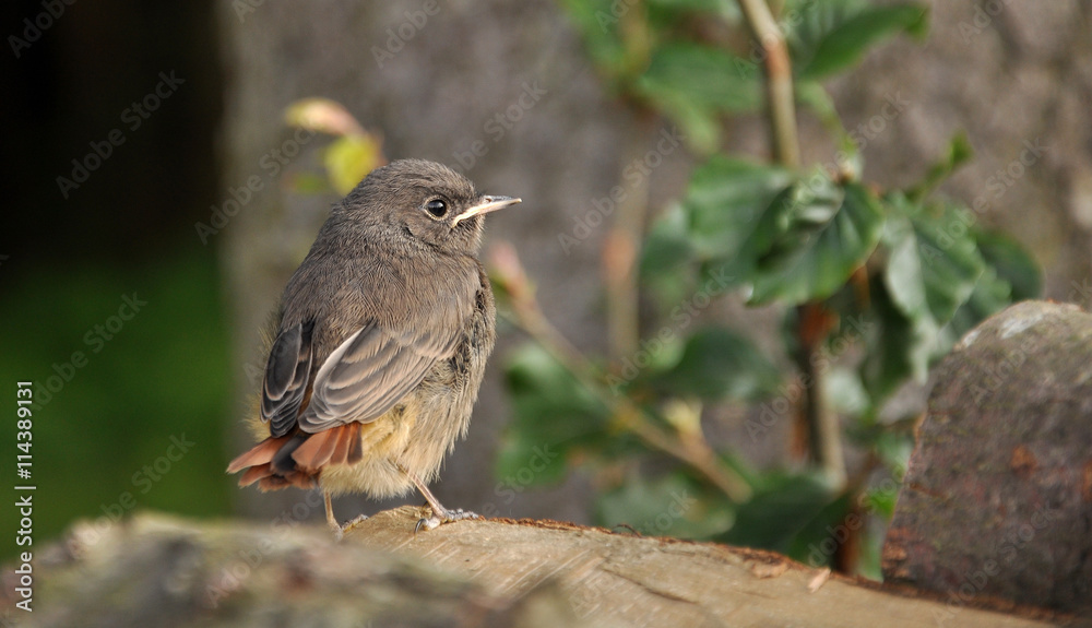 Obraz premium black redstart 
