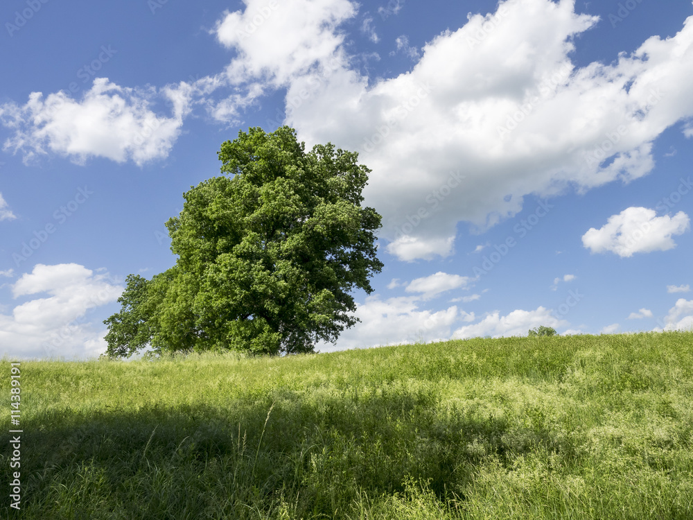 Fototapeta premium Summer Hillside: A bright sunny day on a Hudson Valley hill with large Maple trees and a blue and white sky
