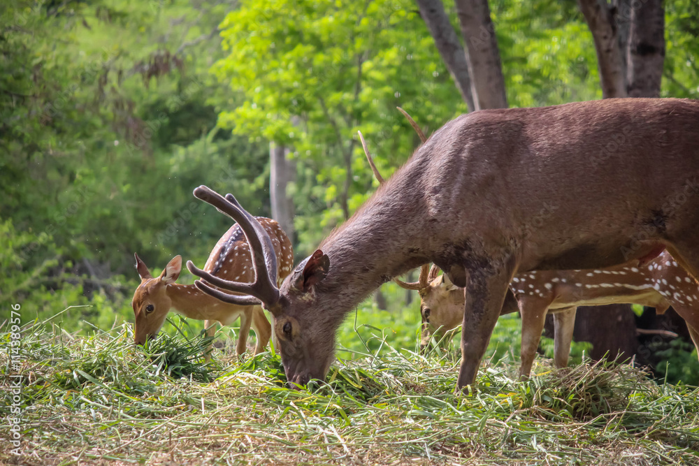 Obraz premium Sambar deer eat grass on the forest