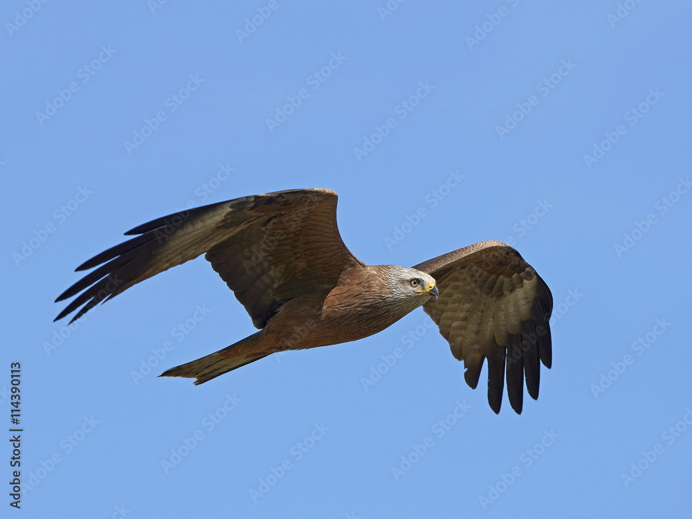 Obraz premium Red kite (Milvus milvus)