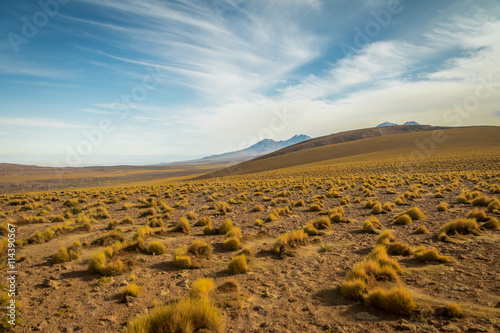 Atacama Desert vegetation and mountains - Chile - Chile