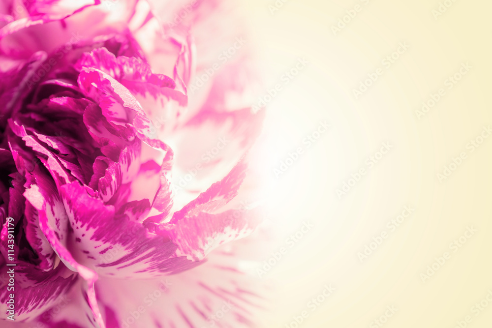 Sweet color petal exotic pink rose on beige romantic gradient background Sweet color petal exotic pink rose on beige romantic gradient background