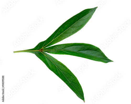 Fototapeta Naklejka Na Ścianę i Meble -  Peony leaf isolated on white background