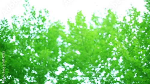 フォーカスアウト・エコイメージ・緑の葉