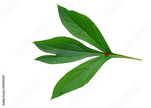Peony leaf isolated on white background