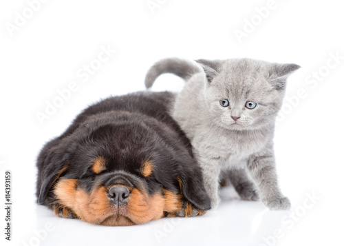 Scottish kitten and sleeping rottweiler puppy lying together. Isolated on white