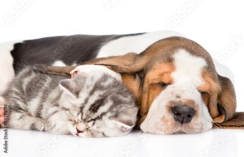 Kitten sleeping under the ear basset hound puppy. isolated on white