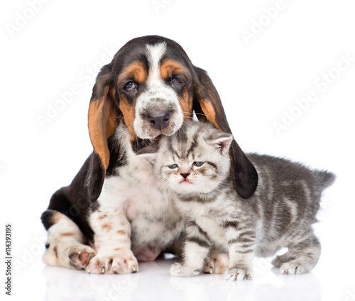 basset hound puppy biting tiny kitten. isolated on white background