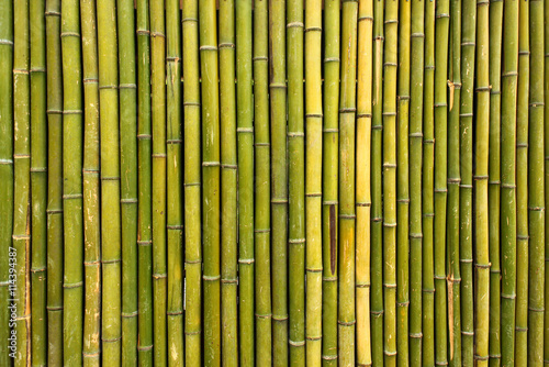 Old scratched green yellow bamboo fence background