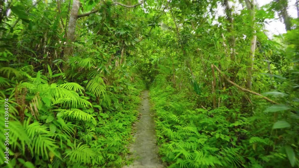 Tracking Shot of dense tropical trees and vegetation from a hiker's perspective, as he follows a developed nature trail in a Southeast Asian wilderness area Tracking Shot of dense tropical trees and vegetation from a hiker's perspective, as he follows a developed nature trail in a Southeast Asian wilderness area