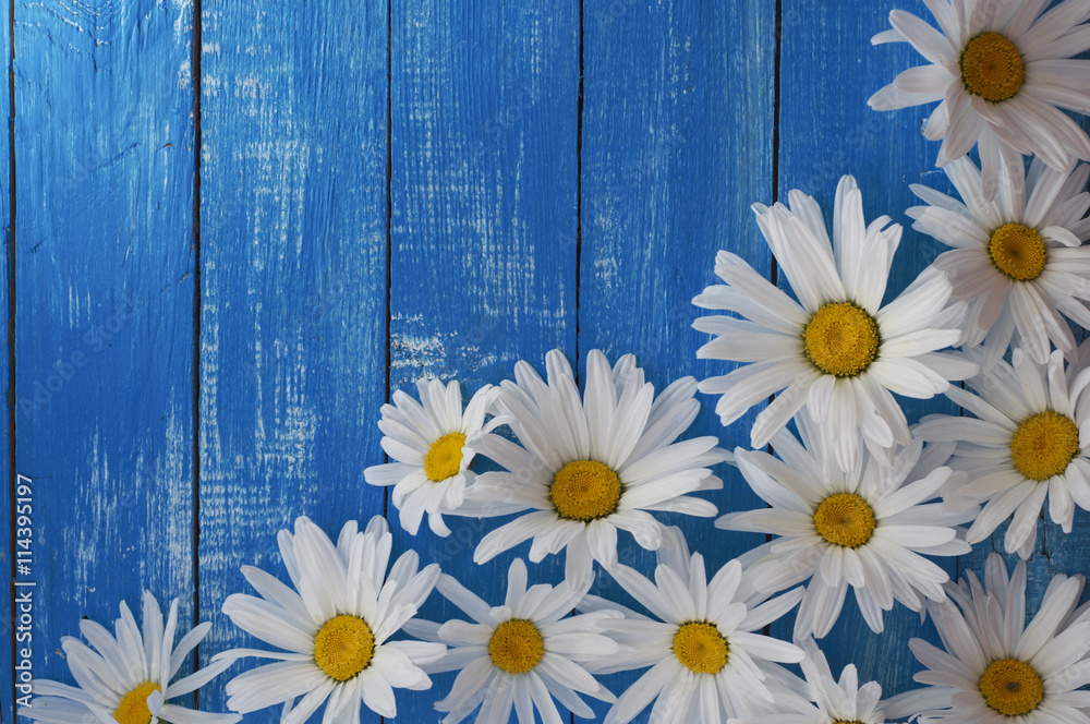 Obraz premium White chamomile flowers on the wooden background