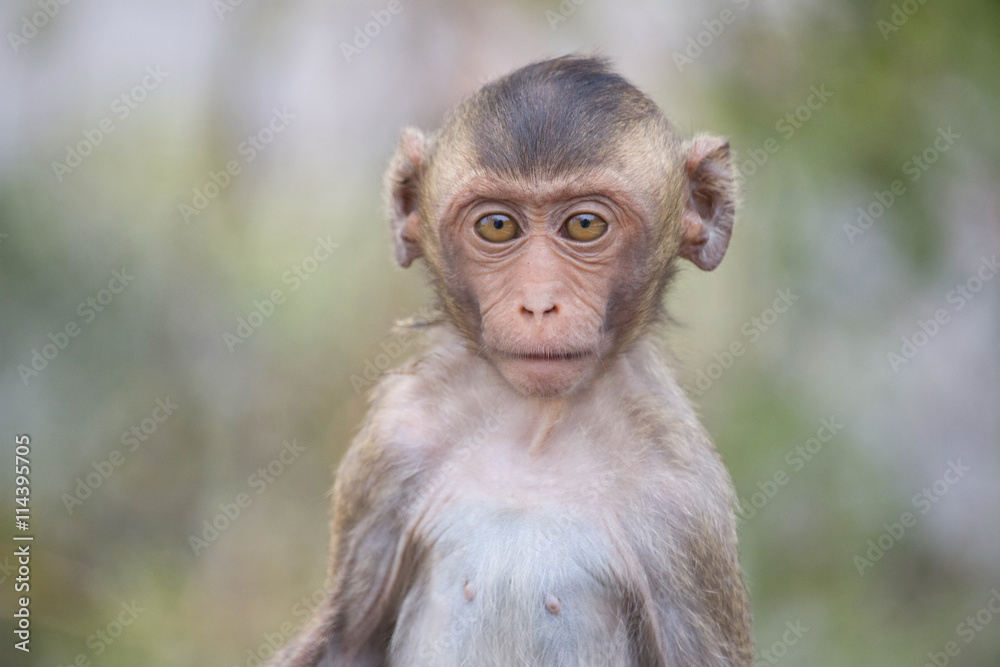 Naklejka premium 可愛いサル 