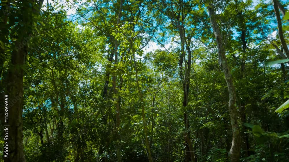 Video 3840x2160 - Gradual, upward tilting shot of sun rays beaming through the tropical treetops and jungle foliage in Southern Thailand. Video 3840x2160 - Gradual, upward tilting shot of sun rays beaming through the tropical treetops and jungle foliage in Southern Thailand.