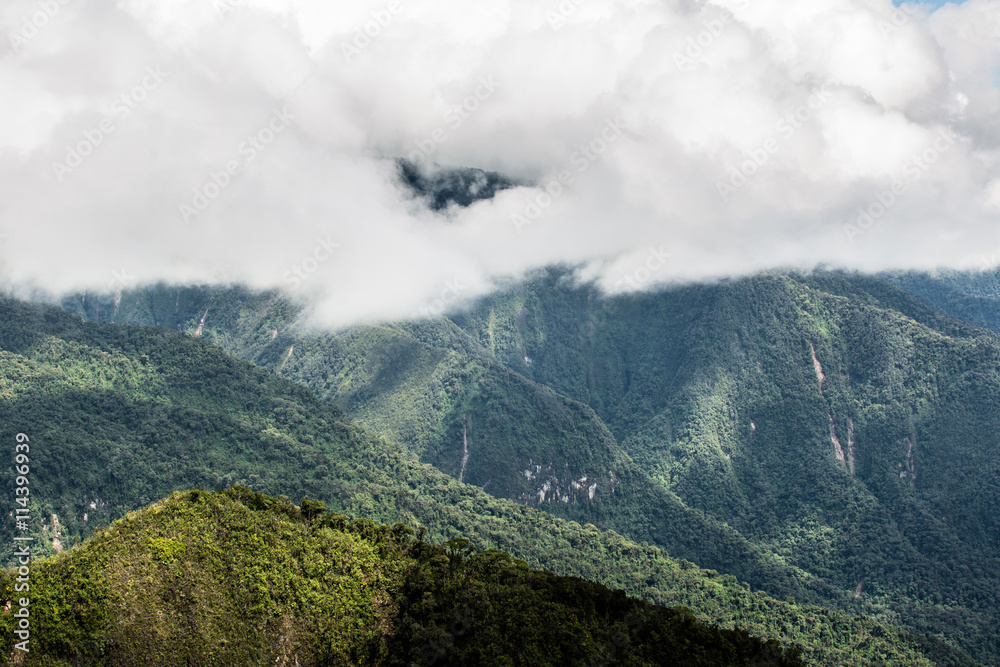 Tropical montane cloud forest, Ecuador