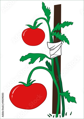 The bush of ripe tomatoes