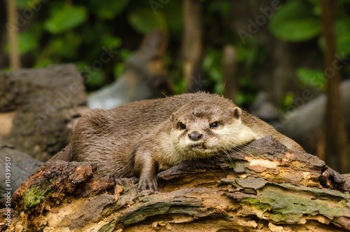Otter in nature