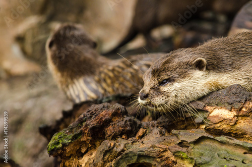 Fotografie, Obraz Otter in nature