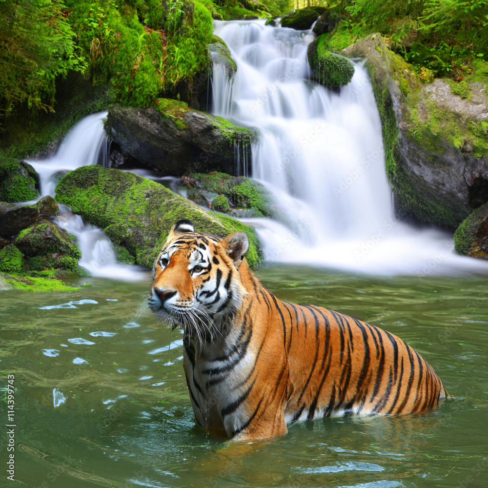 Naklejka premium Tygrys syberyjski w wodzie