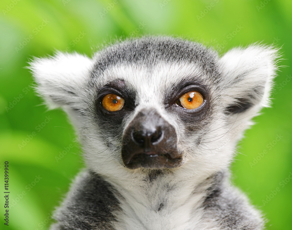 Portrait of a ring-tailed lemur (Lemur catta) Portrait of a ring-tailed lemur (Lemur catta)