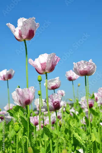 Edible poppy in the field. Sunny summer day. © vencav