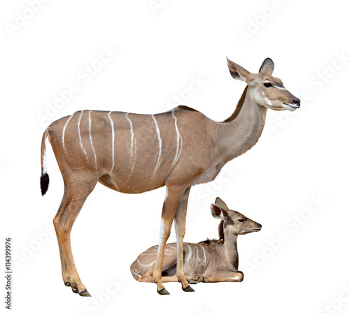 Greater kudu isolated on a white background © vencav
