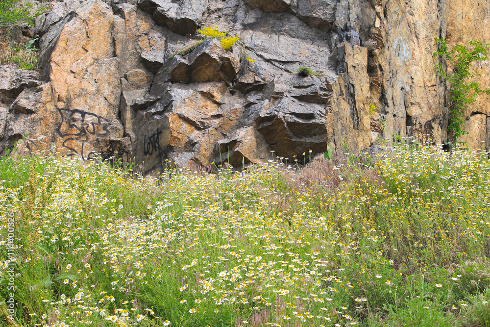 Meadow of camomile flowers near the rock Meadow of camomile flowers near the rock