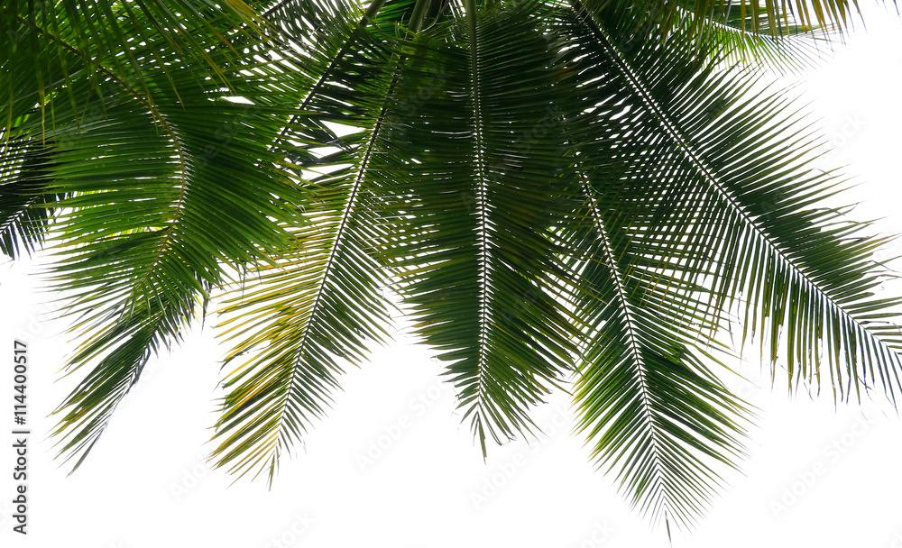 Fototapeta premium Leaves of palm tree on white background