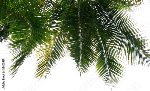 Leaves of palm tree on white background © pimonpim
