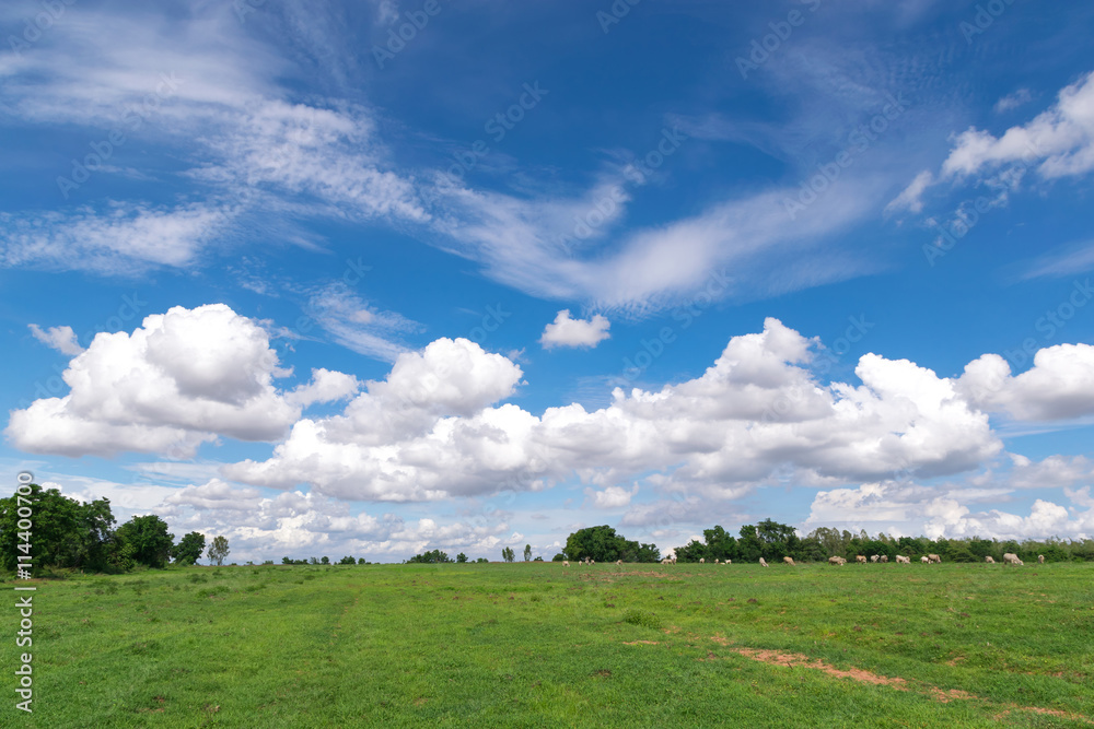 blue sky clouds with green field landscape for background or bac blue sky clouds with green field landscape for background or bac