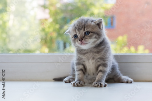 Beautiful little tabby kitten on window sill. Scottish Fold breed.