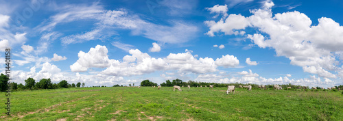 panoramic blue sky clouds with green field landscape for backgr