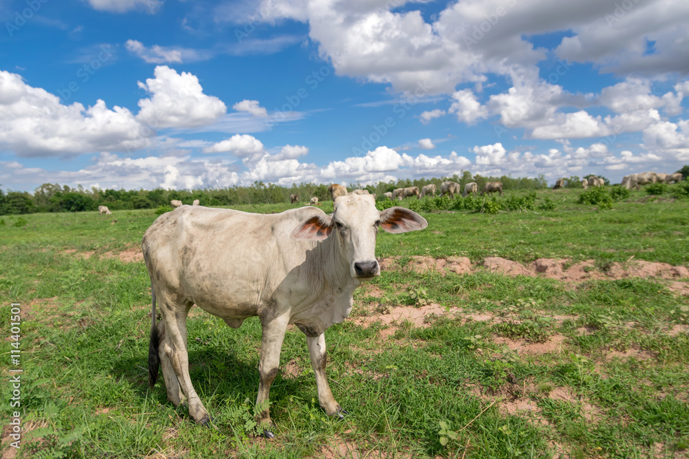 young cow with the gree field background