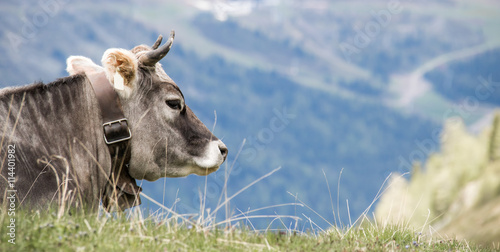 Ein Rind sitzt auf der Weide in den Tiroler Alpen photo