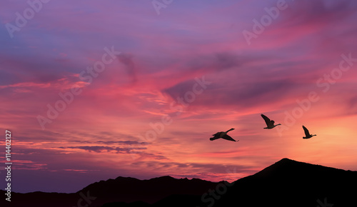 Flock of cranes spring or autumn migration © mbolina