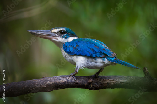 Close up Collared Kingfisher(Todiramphus chloris Boddaert) on the branch in nature in Thailand