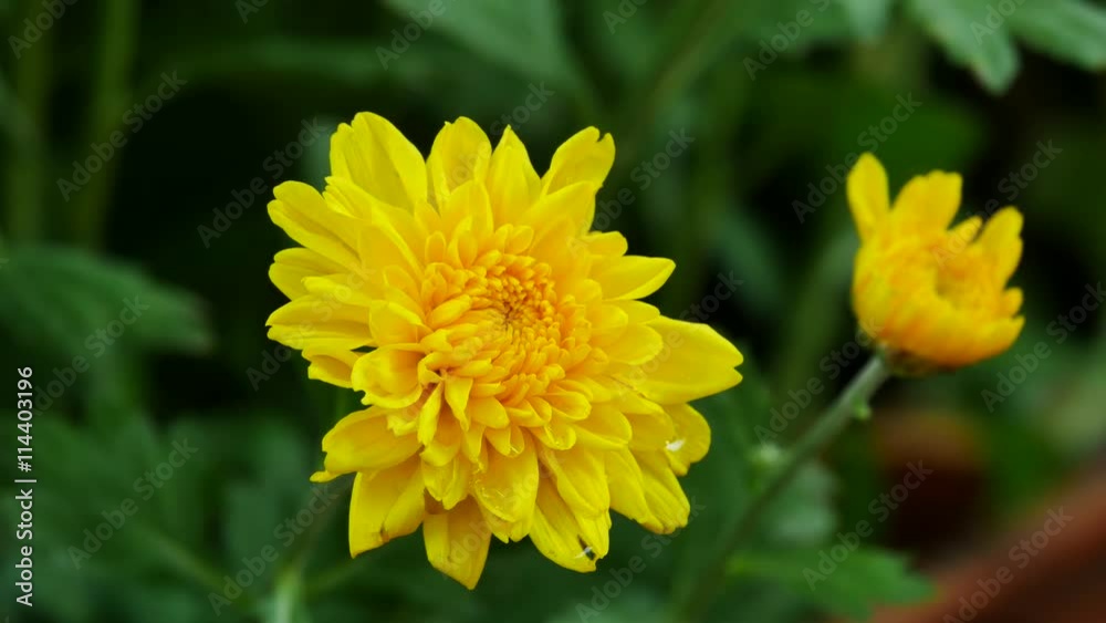 Colourful pretty clump of decorative Vietnam yellow Everlastings or Paper Daisies a species in genera Xerochrysum family Asteraceae growing Colourful pretty clump of decorative Vietnam yellow Everlastings or Paper Daisies a species in genera Xerochrysum family Asteraceae growing