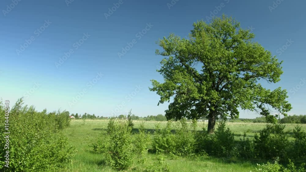 Video UltraHD - Lone oak tree with leaves fluttering in a refreshing summer breeze in a natural, grassy meadow under a blue sky. Video UltraHD - Lone oak tree with leaves fluttering in a refreshing summer breeze in a natural, grassy meadow under a blue sky.
