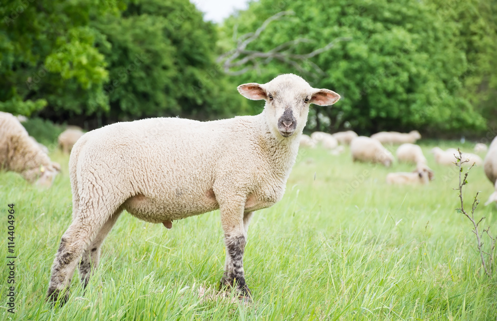 Young sheep in nature, on meadow. Farming outdoor.