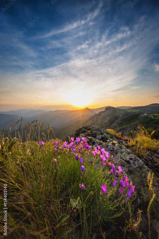 Spring landscape in mountains with flower