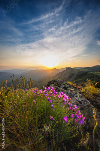Spring landscape in mountains with flower
