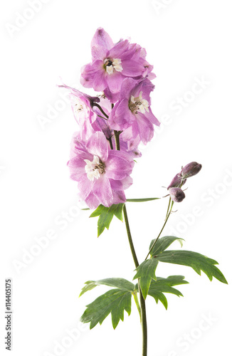 violet delphinium flower isolated