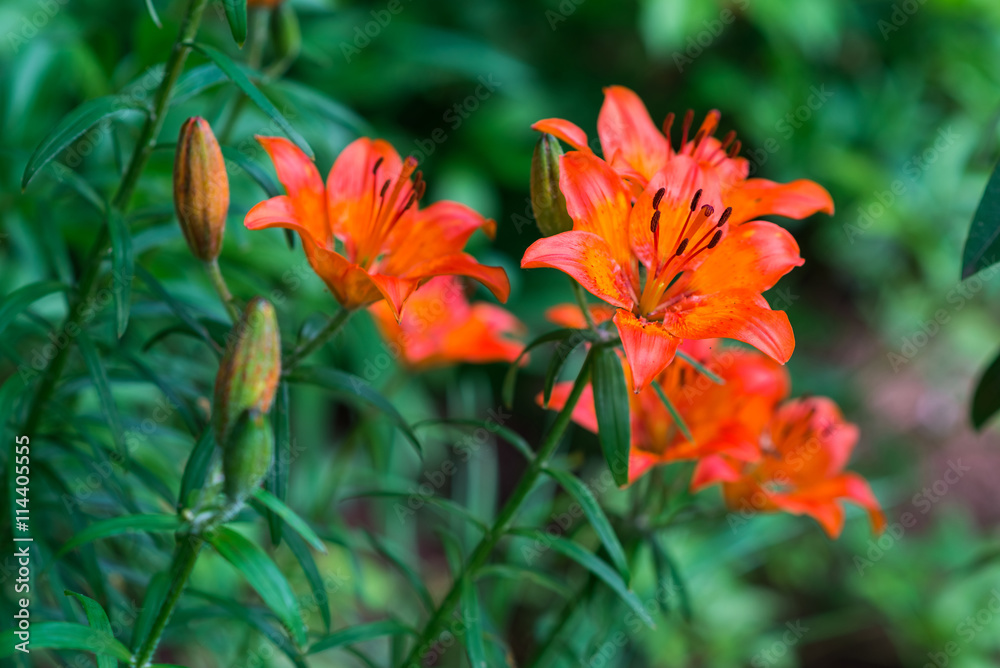 Orange lily flower on the nature,outdoor garden Orange lily flower on the nature,outdoor garden