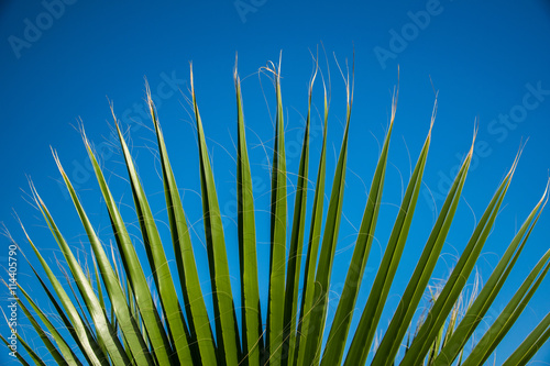 palm leaves