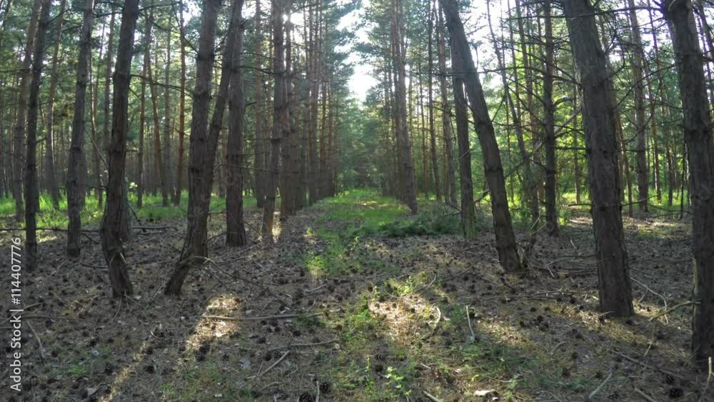 Dolly shot of the pine forest with sun flares and lot of cones on the ground Dolly shot of the pine forest with sun flares and lot of cones on the ground